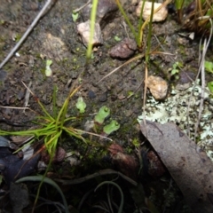 Asterella drummondii at Bungendore, NSW - 10 Jul 2021 02:17 PM