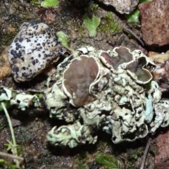 Parmeliaceae (family) (A lichen family) at Bungendore, NSW - 10 Jul 2021 by JanetRussell