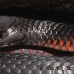 Pseudechis porphyriacus (Red-bellied Black Snake) at Linden, NSW - 6 Jun 2010 by PatrickCampbell