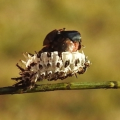 Orcus sp. (genus) (A ladybird) at Coombs Ponds - 11 Jul 2021 by HelenCross