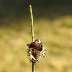 Orcus sp. (genus) at Molonglo, ACT - 11 Jul 2021