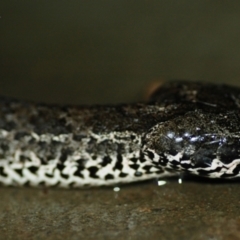 Acanthophis antarcticus (Common Death Adder) at Blue Mountains National Park - 6 Jan 2013 by PatrickCampbell