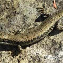 Eulamprus heatwolei (Yellow-bellied Water Skink) at Mount Tomah, NSW - 26 Nov 2017 by PatrickCampbell