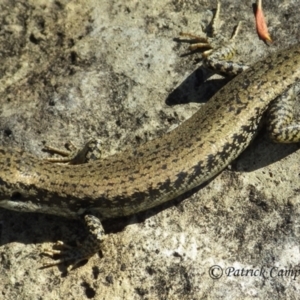 Eulamprus heatwolei at Mount Tomah, NSW - 26 Nov 2017