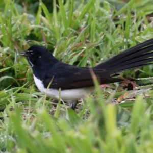 Rhipidura leucophrys at Fyshwick, ACT - 16 Jul 2021