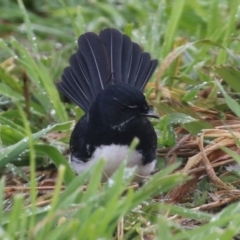 Rhipidura leucophrys at Fyshwick, ACT - 16 Jul 2021