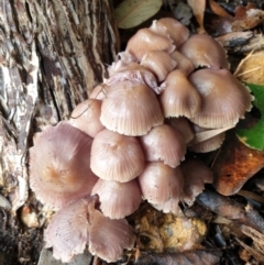 Mycena sp. (Mycena) at Cook, ACT - 16 Jul 2021 by drakes