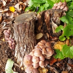 Mycena sp. at Cook, ACT - 16 Jul 2021