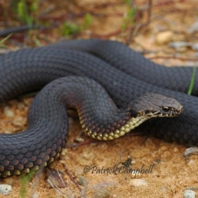 Austrelaps ramsayi (Highlands Copperhead) at Blue Mountains National Park - 10 Dec 2007 by PatrickCampbell