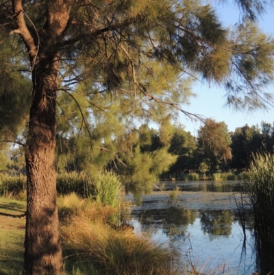 Casuarina cunninghamiana subsp. cunninghamiana (River She-Oak, River Oak) at Isabella Plains, ACT - 4 Apr 2021 by michaelb