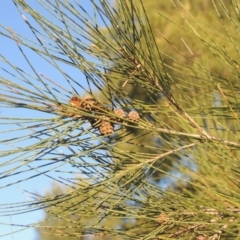 Casuarina cunninghamiana subsp. cunninghamiana at Isabella Plains, ACT - 4 Apr 2021 05:01 PM