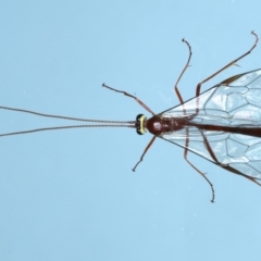 Ophion sp. (genus) (Ophion parasitic wasp) at Ainslie, ACT - 13 Jul 2021 by jb2602