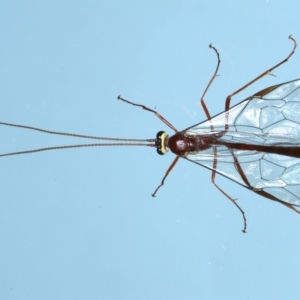 Ophion sp. (genus) at Ainslie, ACT - 13 Jul 2021 06:50 PM