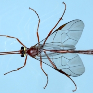 Ophion sp. (genus) at Ainslie, ACT - 13 Jul 2021