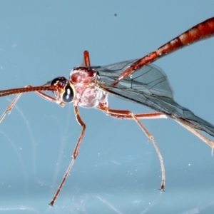 Ophion sp. (genus) at Ainslie, ACT - 13 Jul 2021 06:50 PM