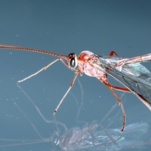 Ophion sp. (genus) at Ainslie, ACT - 13 Jul 2021