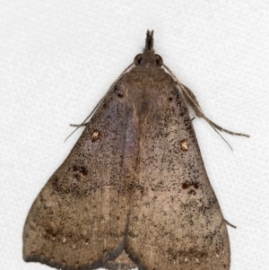 Rhapsa suscitatalis at Melba, ACT - 3 Nov 2018 11:22 PM