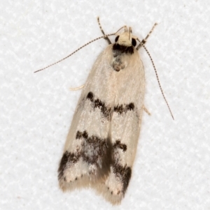 Compsotropha strophiella at Melba, ACT - 3 Nov 2018 11:24 PM