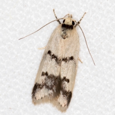 Compsotropha strophiella (A Concealer moth (Wingia group)) at Melba, ACT - 3 Nov 2018 by Bron