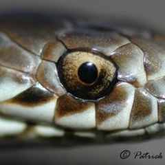 Austrelaps ramsayi (Highlands Copperhead) at Blue Mountains National Park - 8 Jun 2006 by PatrickCampbell