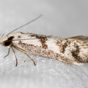 Eusemocosma pruinosa at Melba, ACT - 3 Nov 2018