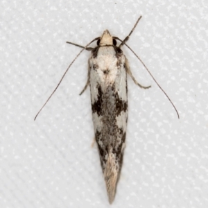 Eusemocosma pruinosa at Melba, ACT - 3 Nov 2018 11:33 PM