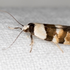 Euphiltra eroticella (A Concealer moth (Wingia group)) at Melba, ACT - 4 Nov 2018 by Bron