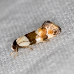 Euphiltra eroticella at Melba, ACT - 4 Nov 2018 01:20 PM