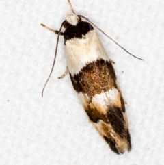 Euphiltra eroticella at Melba, ACT - 4 Nov 2018 01:20 PM