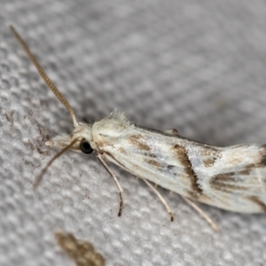 Heliocosma (genus) at Melba, ACT - 4 Nov 2018 01:19 PM