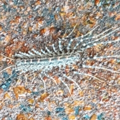 Scutigeridae (family) (A scutigerid centipede) at Hawker, ACT - 17 Jul 2021 by trevorpreston