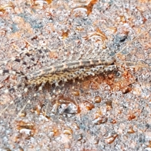 Scutigeridae (family) at Hawker, ACT - 17 Jul 2021 02:49 PM