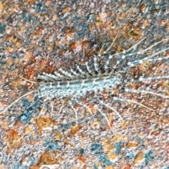 Scutigeridae (family) at Hawker, ACT - 17 Jul 2021 02:49 PM