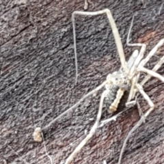 Opiliones (order) (Unidentified harvestman) at Hawker, ACT - 17 Jul 2021 by tpreston