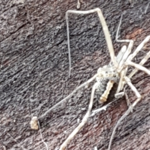 Opiliones (order) at Hawker, ACT - 17 Jul 2021