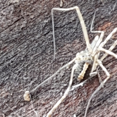 Opiliones (order) (Unidentified harvestman) at Hawker, ACT - 17 Jul 2021 by trevorpreston