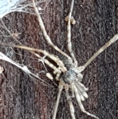 Opiliones (order) at Hawker, ACT - 17 Jul 2021