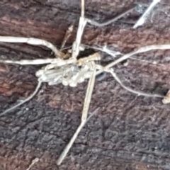 Opiliones (order) at Hawker, ACT - 17 Jul 2021