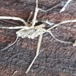 Opiliones (order) at Hawker, ACT - 17 Jul 2021