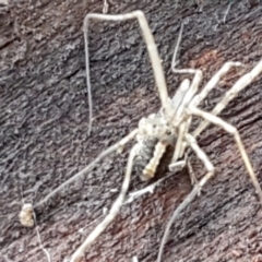 Opiliones (order) at Hawker, ACT - 17 Jul 2021 03:01 PM