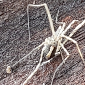 Opiliones (order) at Hawker, ACT - 17 Jul 2021