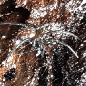 Steatoda capensis at Hawker, ACT - 17 Jul 2021