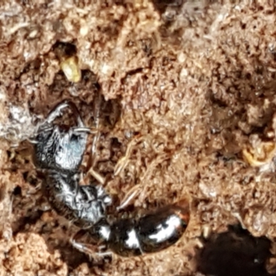 Amblyopone australis (Slow Ant) at Hawker, ACT - 17 Jul 2021 by tpreston
