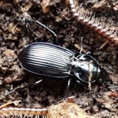 Sarticus cyaneocinctus (Predatory ground beetle) at Hawker, ACT - 17 Jul 2021 by trevorpreston