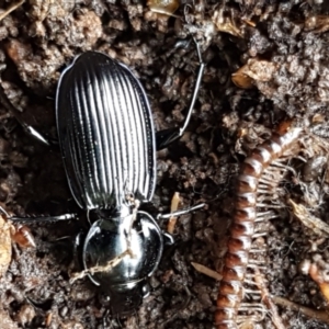 Sarticus cyaneocinctus at suppressed - suppressed
