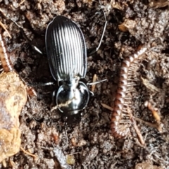 Sarticus cyaneocinctus at suppressed - 17 Jul 2021