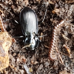 Sarticus cyaneocinctus at suppressed - suppressed