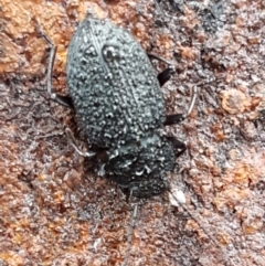 Unidentified Darkling beetle (Tenebrionidae) (TBC) at Hawker, ACT - 17 Jul 2021 by tpreston