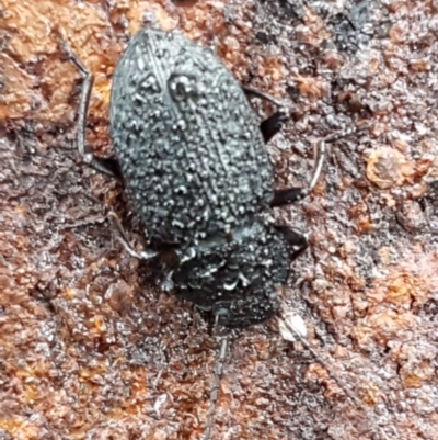 Adelium porcatum (Darkling Beetle) at Hawker, ACT - 17 Jul 2021 by trevorpreston