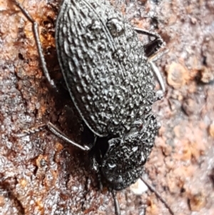 Adelium porcatum at Hawker, ACT - 17 Jul 2021 02:50 PM